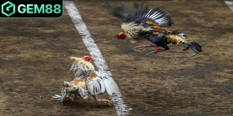 Đá gà Thomo mang đến những cuộc tranh tài gay cấn nhất